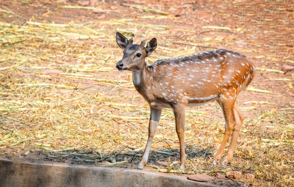 Kabini