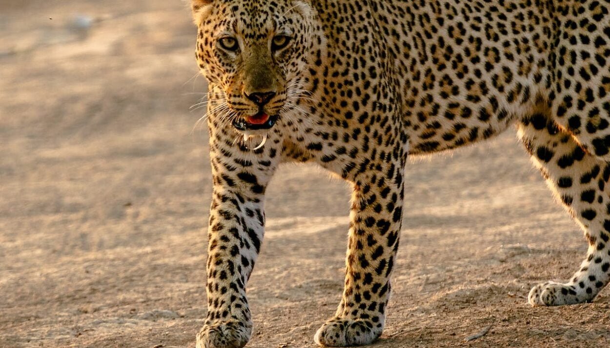 leopard